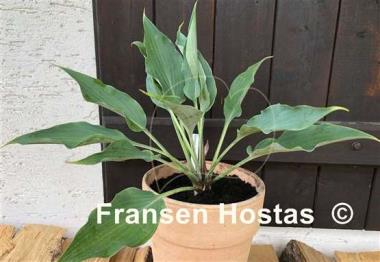 Hosta Kempen Sky High