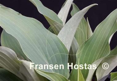 Hosta Kempen Sky High