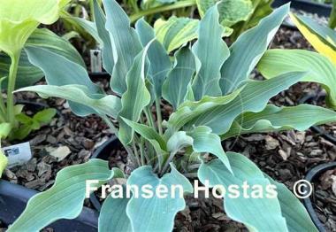 Hosta Kempen Sky High