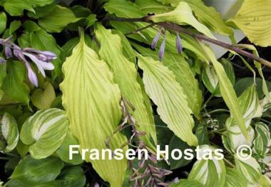 Hosta Kempen Waving Shadow