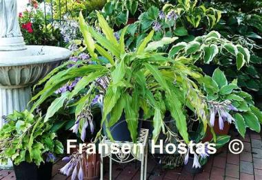 Hosta Kempen Waving Shadow