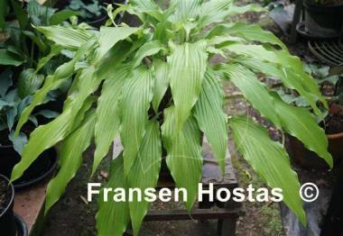Hosta Kempen Waving Shadow