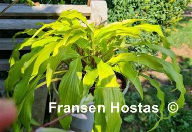 Hosta Kempen Waving shadow 