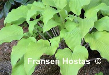 Hosta Kent Falls