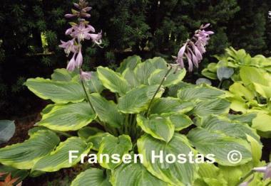 Hosta Key Lime Pie