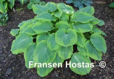 Hosta Key Lime Pie