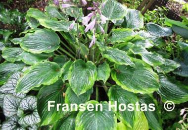 Hosta Key Lime Pie