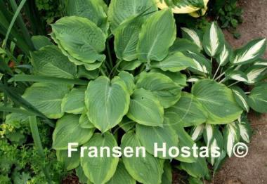 Hosta Key Lime Pie