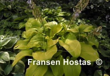 Hosta Key West