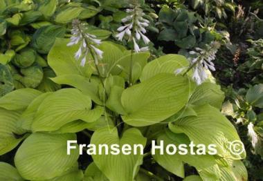 Hosta Key West