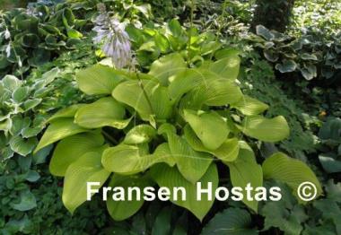 Hosta Key West