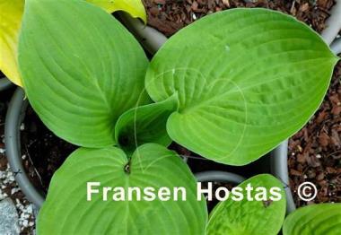 Hosta Ki Ren Jyaku