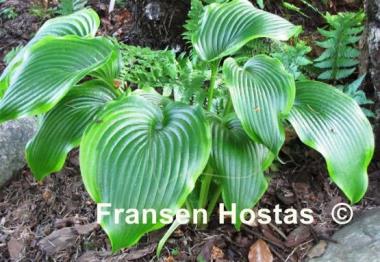 Hosta Kifukurin Hyuga