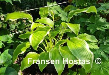 Hosta Kifukurin Hyuga