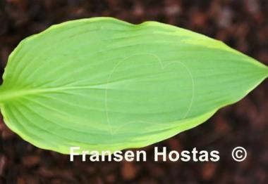 Hosta Kifukurin Kiyosumi