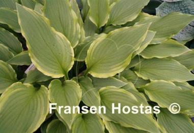 Hosta Kifukurin Kiyosumi