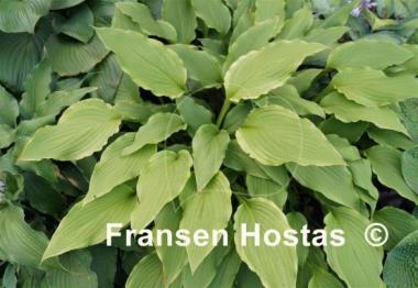 Hosta Kifukurin Kiyosumi