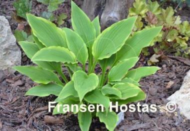 Hosta Kifukurin Kiyosumi