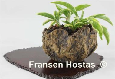 Hosta Kifukurin Ko Mame