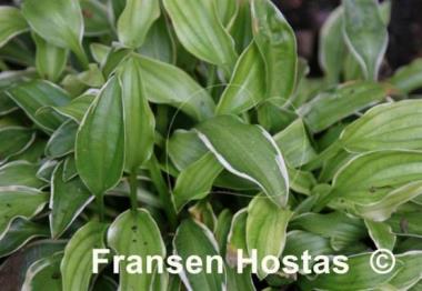 Hosta Kifukurin Ko Mame