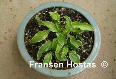 Hosta Kifukurin Ko Mame