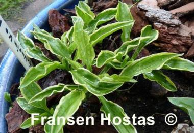 Hosta Kifukurin Ko Mame