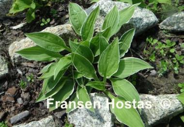 Hosta Kifukurin Koba