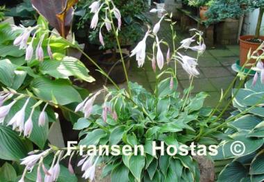 Hosta Kifukurin Ubatake