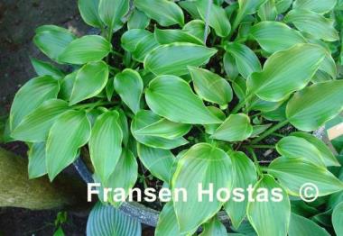 Hosta Kifukurin Ubatake