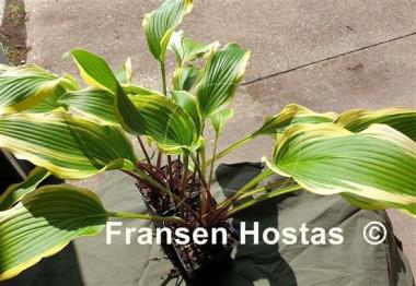 Hosta Kim She