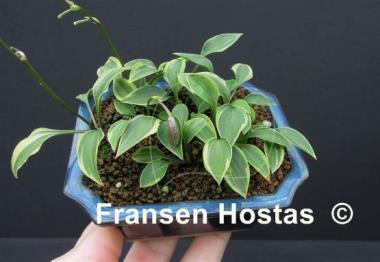 Hosta Kinbotan