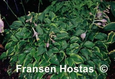 Hosta Kinbotan