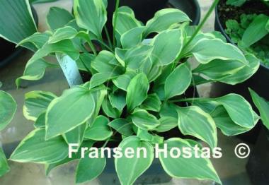 Hosta Kinbotan