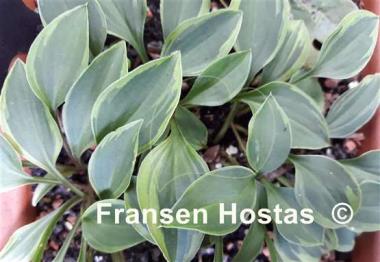 Hosta Kinbotan