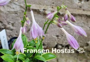 Hosta Kinbotan
