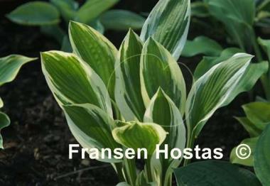 Hosta Kinbuchi Tachi