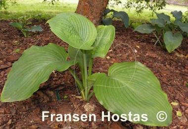 Hosta King James