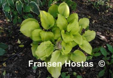 Hosta King Tut