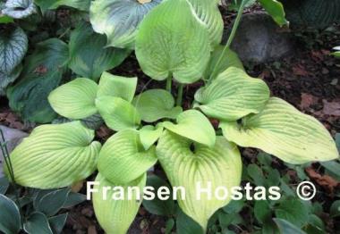 Hosta King Tut