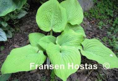 Hosta King Tut