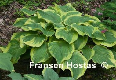 Hosta King of Buchanan