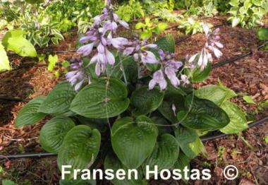 Hosta King of Spades