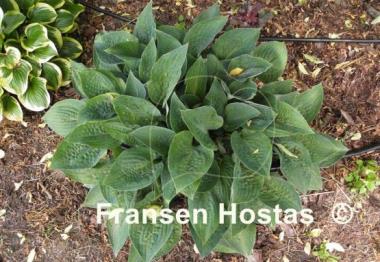 Hosta King of Spades