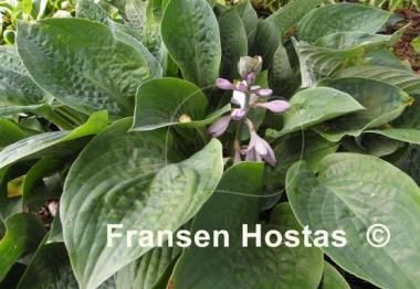 Hosta King of Spades
