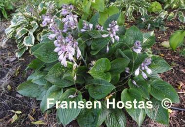 Hosta King of Spades