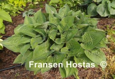 Hosta King of Spades