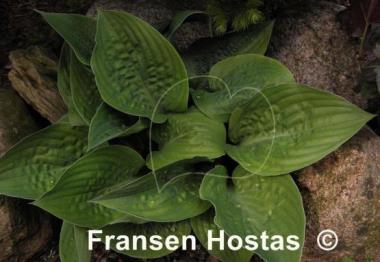 Hosta King of Spades