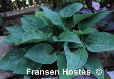 Hosta King of Spades