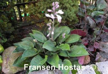 Hosta King of Spades