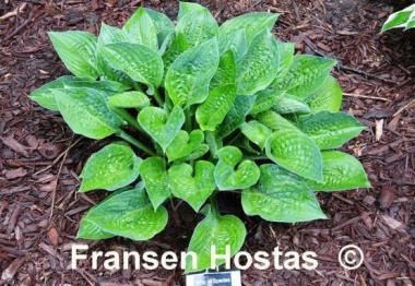 Hosta King of Spades